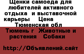 Щенки самоеда для любителей активного отдыха, и выставочной карьеры. › Цена ­ 30 000 - Тюменская обл., Тюмень г. Животные и растения » Собаки   